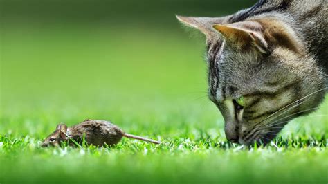 The Intriguing Connection between Cats and Mice: Predators and Prey in Symbiosis?