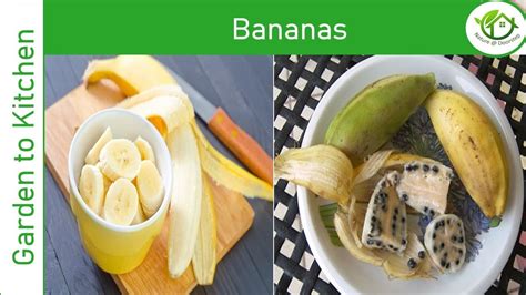 The Intriguing Evolution of Bananas: From Wild Perennial to Global Staple