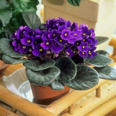 The Intriguing History of the African Violet