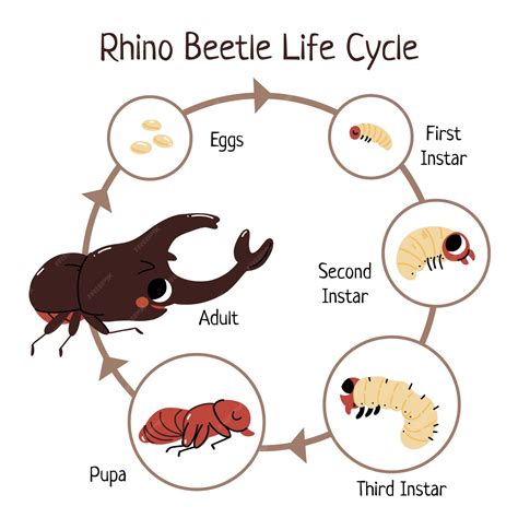 The Intriguing Life Cycle of the Majestic Rhinoceros Beetle