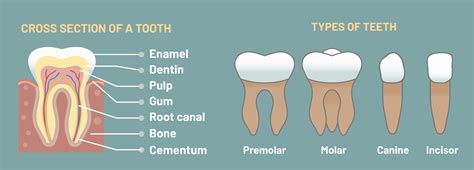 The Intriguing Link Between Dual Dental Structures and the World of Dreams