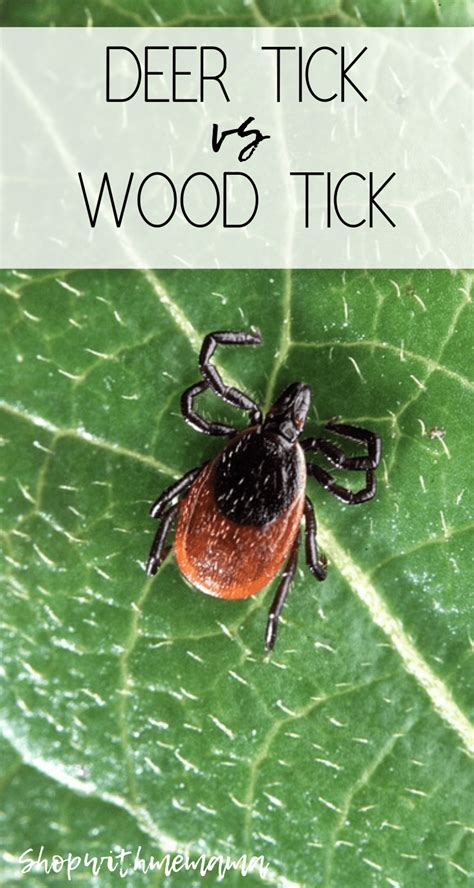 The Intriguing Link Between Wood Ticks and Wildlife Well-being