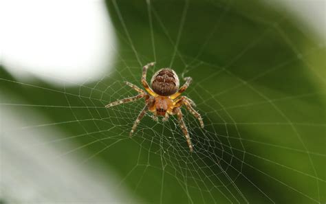 The Intriguing Phenomenon of Dreams Featuring Creepy Crawlers in the Auditory Canal