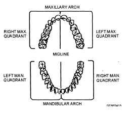 The Intriguing Phenomenon of Dual Dental Arch Structures