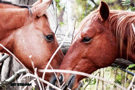 The Intriguing Phenomenon of Horse Mating Dreams