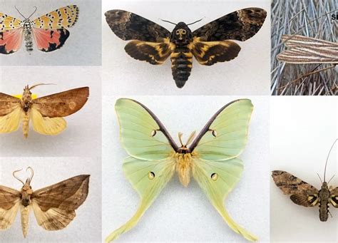 The Intriguing Phenomenon of Moth Assaults in Dreams