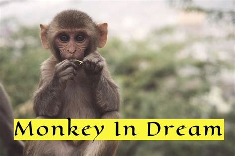 The Intriguing Presence of Monkeys in Dreams