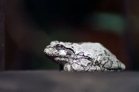 The Intriguing Presence of the Silver Frog: Sightings and Descriptions