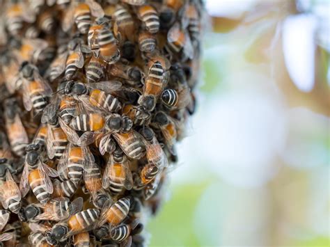 The Intriguing Psychological Significance of Bees Infesting Beneath One's Epidermis