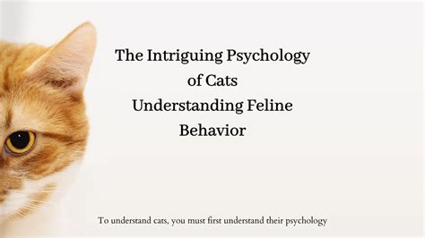 The Intriguing Psychology: Deciphering the Subconscious Desires of Felines