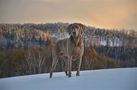 The Intriguing Realm of Canine Reveries