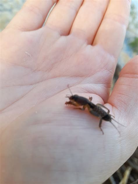 The Intriguing Realm of Enigmatic Colossal Roaches