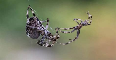 The Intriguing Role of Spider Mating Dreams in Psychology