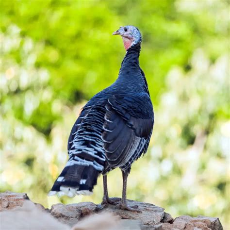 The Intriguing Symbolism Behind the Pursuit of a Feathered Fowl