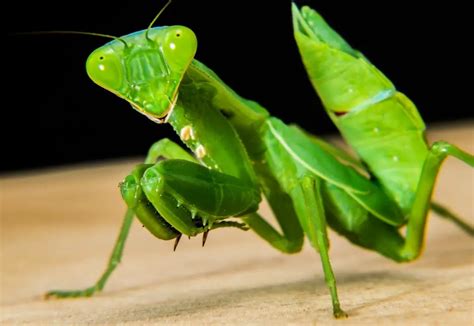 The Intriguing Universe of Praying Mantids