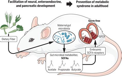 The Invasion of Mice: Causes, Impact, and Solutions