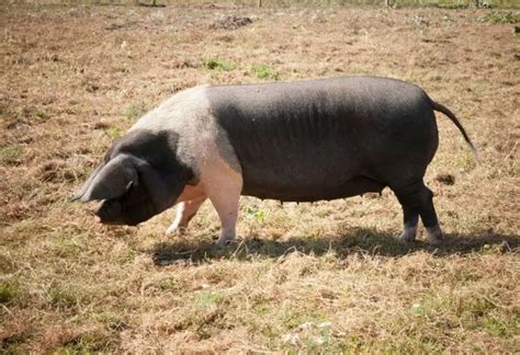 The Irresistible Charm of Companion Pigs: Exploring Their Qualities Beyond Agriculture