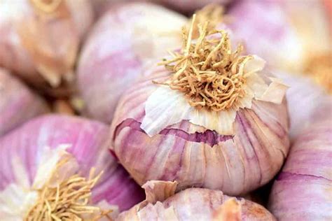 The Irresistible Fragrance and Flavor of Garlic in Dreams