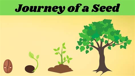 The Journey from Seed to Harvest