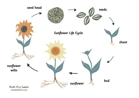 The Journey from Seed to Sunflower: Understanding the Life Cycle