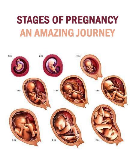 The Journey of Pregnancy: From Conception to New Life 