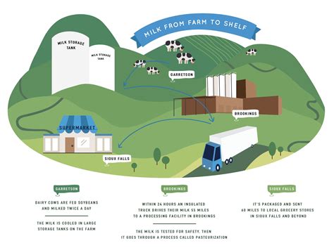 The Journey of Pure Dairy: From Farm to Table