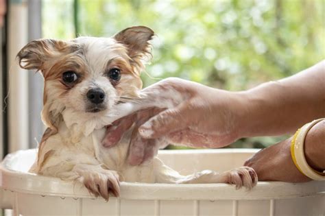 The Joy of Bathing a Puppy: A Soothing Experience for Dog Enthusiasts