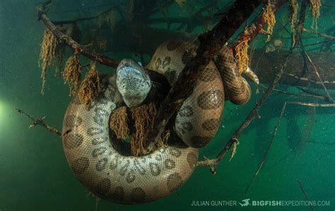 The Keepers of the Amazon: Anacondas Preserving the Enigmatic Balance