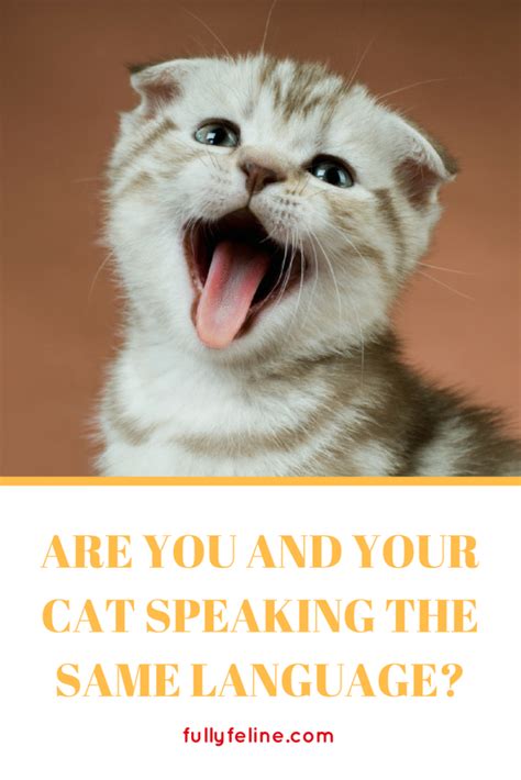 The Kitten's Wisdom: Valuable Lessons from a Communicative Feline