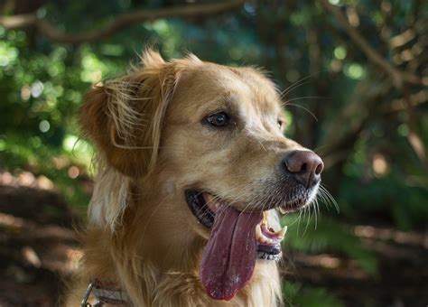 The Language of Dreams: Deciphering the Visions of an Avidly Panting Canine