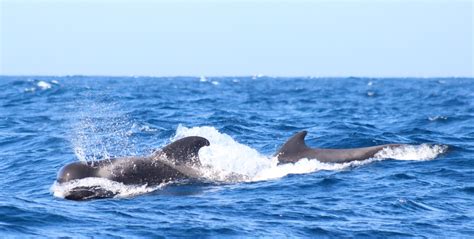 The Language of Dreams: Decoding the Communication of Fuming Cetaceans