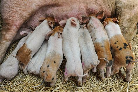 The Language of Dreams: Exploring the Profound Messages Encoded in the Innocence of Tiny Piglets