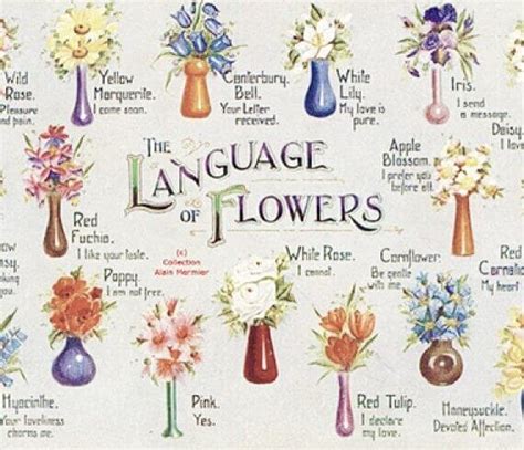 The Language of Flowers: Significance of Pale Blossoms