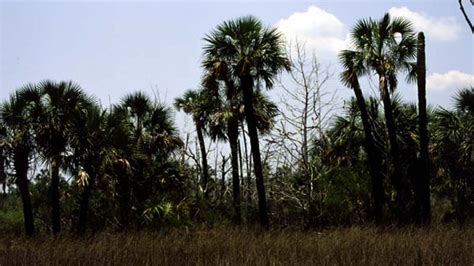 The Legendary Origins of Palm Trees in Visionary Experiences