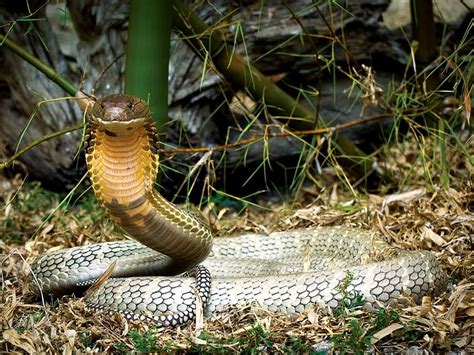 The Lethal Venom of the Cobra: Interpretations of Fear and Danger