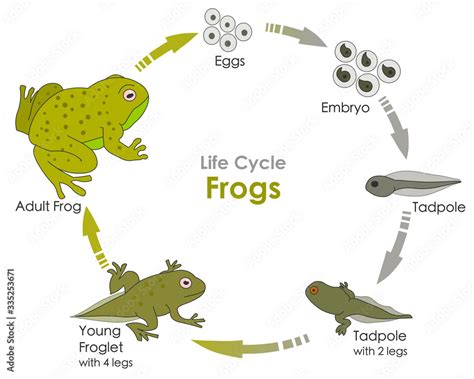 The Life Cycle of Amphibians: From Tadpoles to Adult Frogs