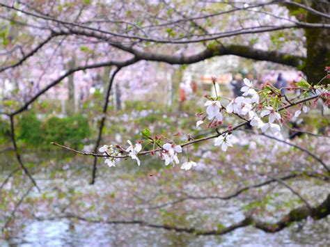 The Life Journey of Delicate Blossoms