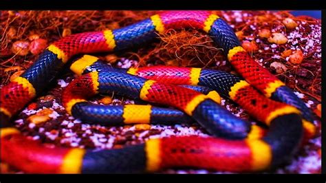 The Life-Threatening Effects of Coral Snake Venom