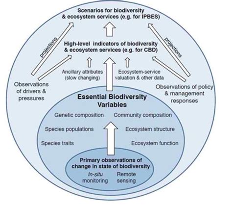 The Lifeblood of the Earth: Streams – Essential for Biodiversity and Sustainability