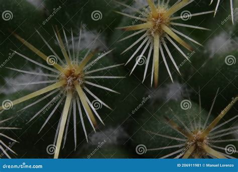 The Link Between Cactus Spines and Self-Protection