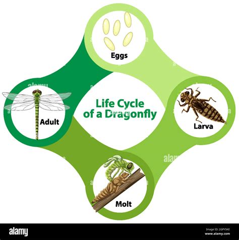 The Link Between Dragonflies and Transformation