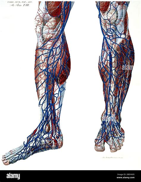 The Link Between Dreams About Veins in the Legs and One's Well-being