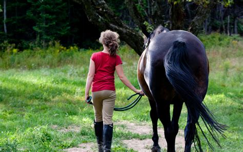 The Link Between Equines and Liberation in Oneiric Experiences