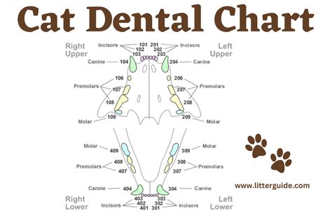 The Link Between Feline Dental Imagery in Dreams and Individual Empowerment