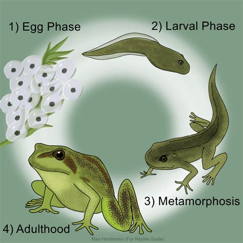 The Link Between Frogs and Metamorphosis in Dreams