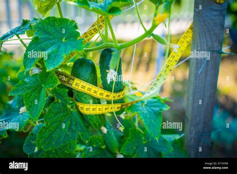 The Link Between Harvesting Cucumbers in Dreams and Fertility