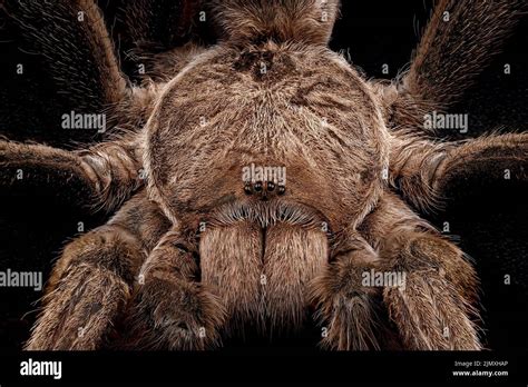 The Link Between Hiss Spider Vision and Real-life Occurrences