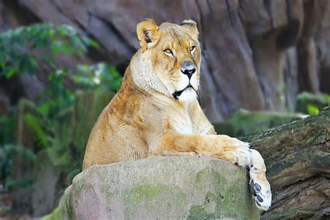 The Link Between Lioness Dreams and Personal Development