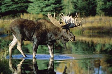 The Link Between Moose Visions and the Necessity for Equilibrium in Life