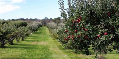 The Link Between Orchards and the Circle of Life